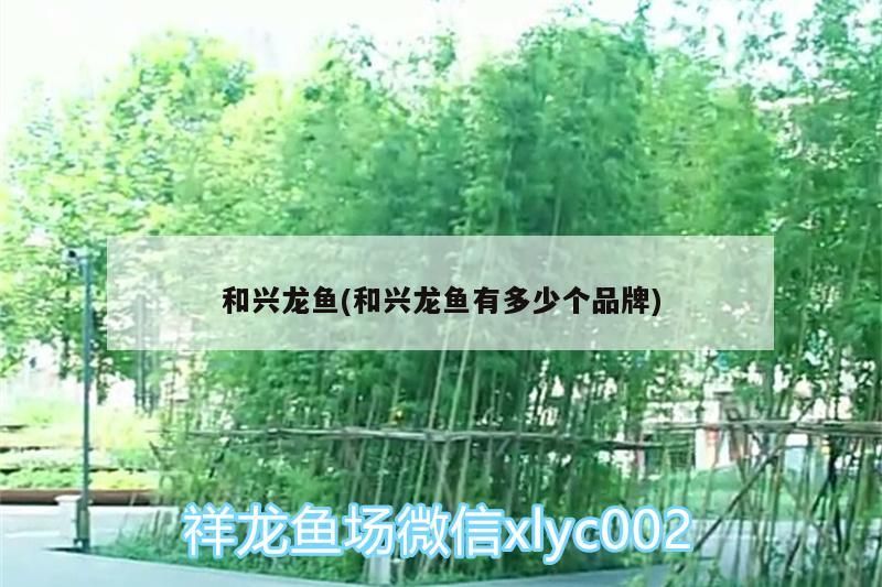 和興龍魚(和興龍魚有多少個品牌)