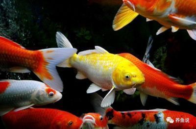 龍魚缸多少度最合適vs祥龍魚場：祥龍魚場龍魚缸水溫控制技巧
