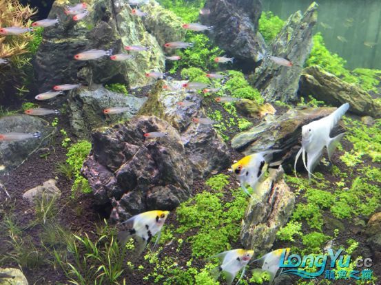 龍魚之巔超級(jí)訪問(wèn)第三十七期——仟湖新加坡研發(fā)部楊經(jīng)理