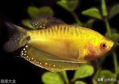 白色淡水魚觀賞魚(白色淡水魚觀賞魚有哪些種類) 泗水龍魚 第4張 白色淡水魚觀賞魚(白色淡水魚觀賞魚有哪些種類) 白色淡水魚觀賞魚(白色淡水魚觀賞魚有哪些種類) 泗水龍魚 第4張