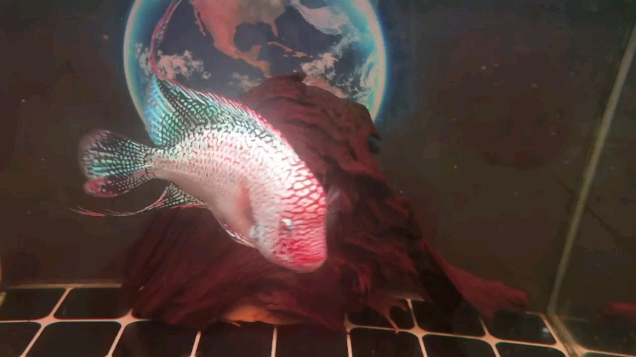 內蒙古自治區魚缸外觀設計研究院：內蒙古漁具展銷會