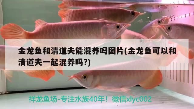 金龍魚和清道夫能混養(yǎng)嗎圖片(金龍魚可以和清道夫一起混養(yǎng)嗎?)