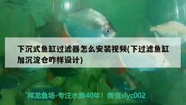 下沉式魚缸過濾器怎么安裝視頻(下過濾魚缸加沉淀倉咋樣設(shè)計(jì))