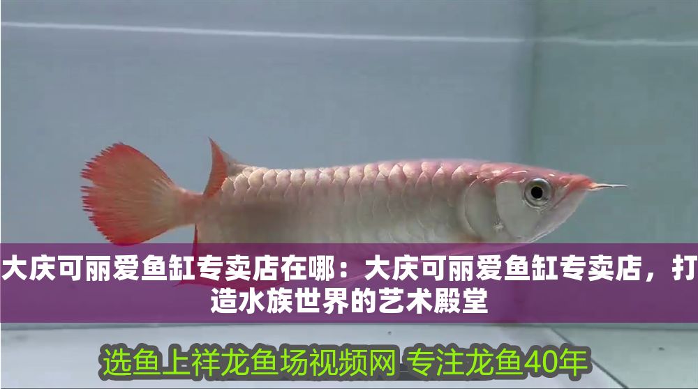 大慶可麗愛魚缸專賣店在哪：大慶可麗愛魚缸專賣店，打造水族世界的藝術殿堂