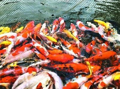 觀賞魚產業發展規劃（中國淡水觀賞魚產業發展趨勢分析）