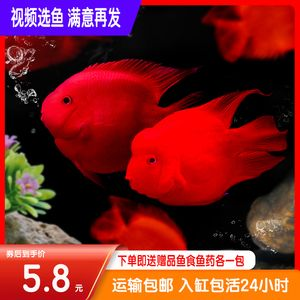 財神鸚鵡魚苗不退沙（財神鸚鵡魚苗養殖技巧）