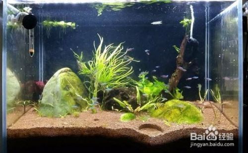 龍魚傷口潰爛怎么辦用什么藥vs祥龍魚場：如何龍魚常見疾病防治,龍魚傷口護理方法