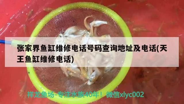 張家界魚缸維修電話號碼查詢地址及電話(天王魚缸維修電話)