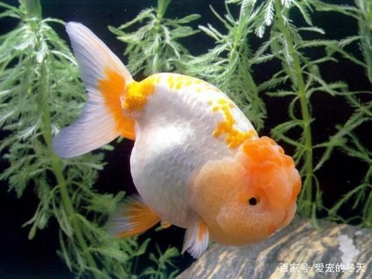 金老虎魚日常護理要點，如何預防金老虎魚白點病，金老虎魚社交互動技巧