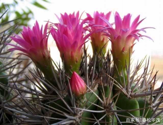 金老虎魚日常護理要點，如何預防金老虎魚白點病，金老虎魚社交互動技巧