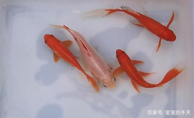 金老虎魚日常護理要點，如何預防金老虎魚白點病，金老虎魚社交互動技巧
