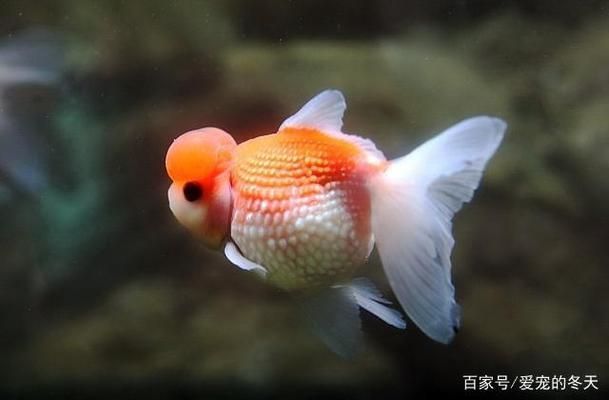 金老虎魚日常護理要點，如何預防金老虎魚白點病，金老虎魚社交互動技巧