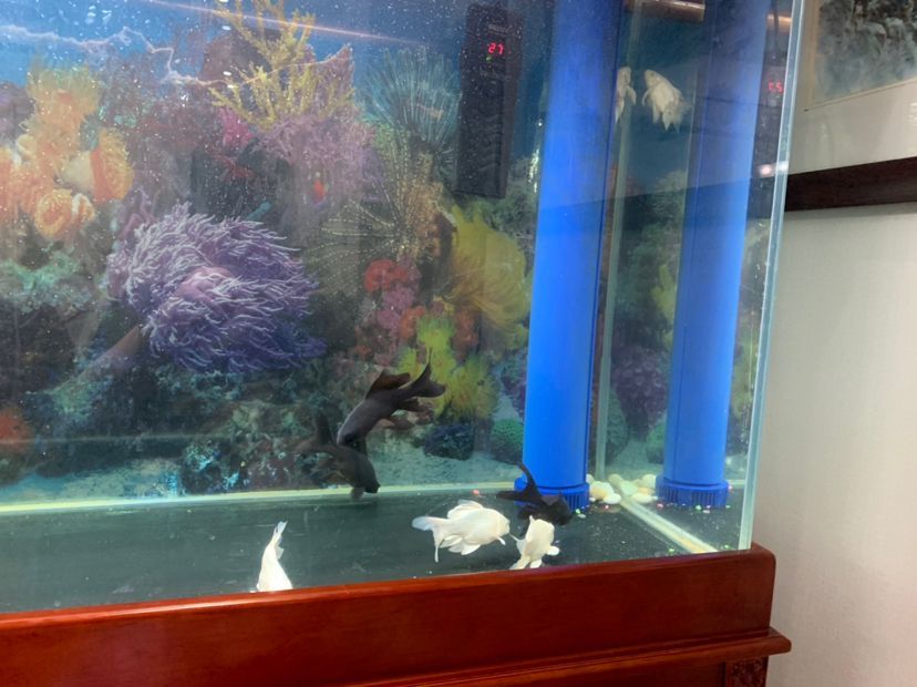 魚缸造景費用高嗎多少錢（魚缸造景到底好不好）