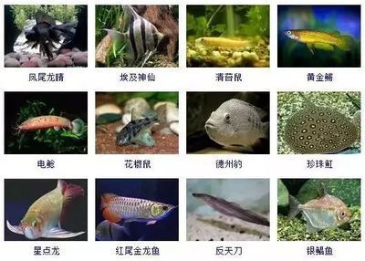 星點金龍魚體色變化規(guī)律：星點金龍魚體色變化規(guī)律與金龍魚的一般體色變化規(guī)律