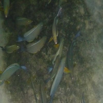 海南海水觀賞魚養殖場地（海南海水觀賞魚養殖業）