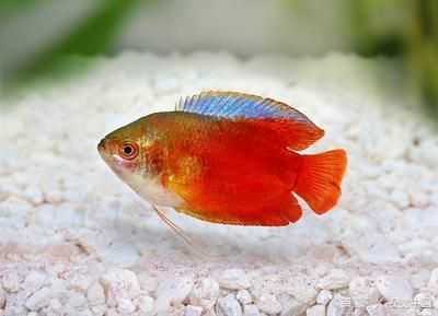 互動性好的觀賞魚（觀賞魚界的扛把子）