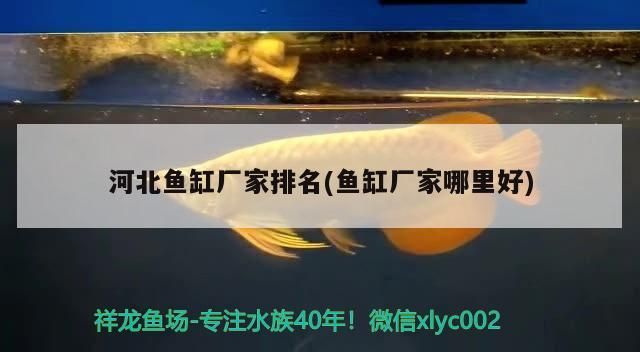 河北魚缸廠家排名(魚缸廠家哪里好)