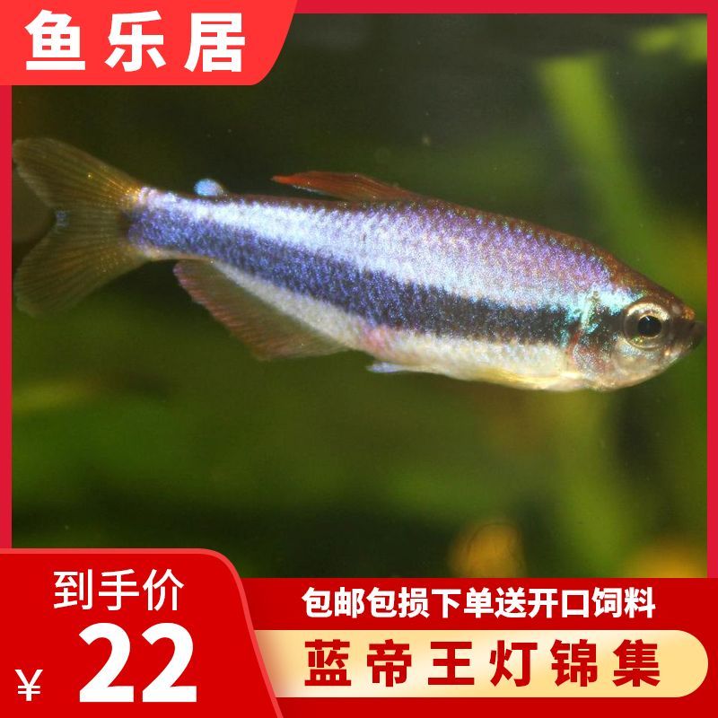 廣東淡水觀賞魚品種排名（廣東地區常見的淡水觀賞魚品種有哪些？）
