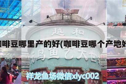 魚缸過濾器選購指南:自制魚缸過濾器魚缸上置過濾器對于養魚愛好者的必備知識 咖啡豆哪里產的好(咖啡豆哪個產地好) 馬來西亞咖啡 咖啡豆哪里產的好(咖啡豆哪個產地好) 咖啡豆哪里產的好(咖啡豆哪個產地好) 馬來西亞咖啡