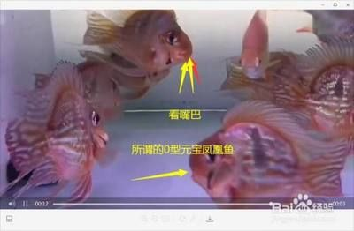 進口元寶鳳凰魚能長多大：元寶鳳凰魚的成年體長一般在10-12cm，但有潛力長到20cm