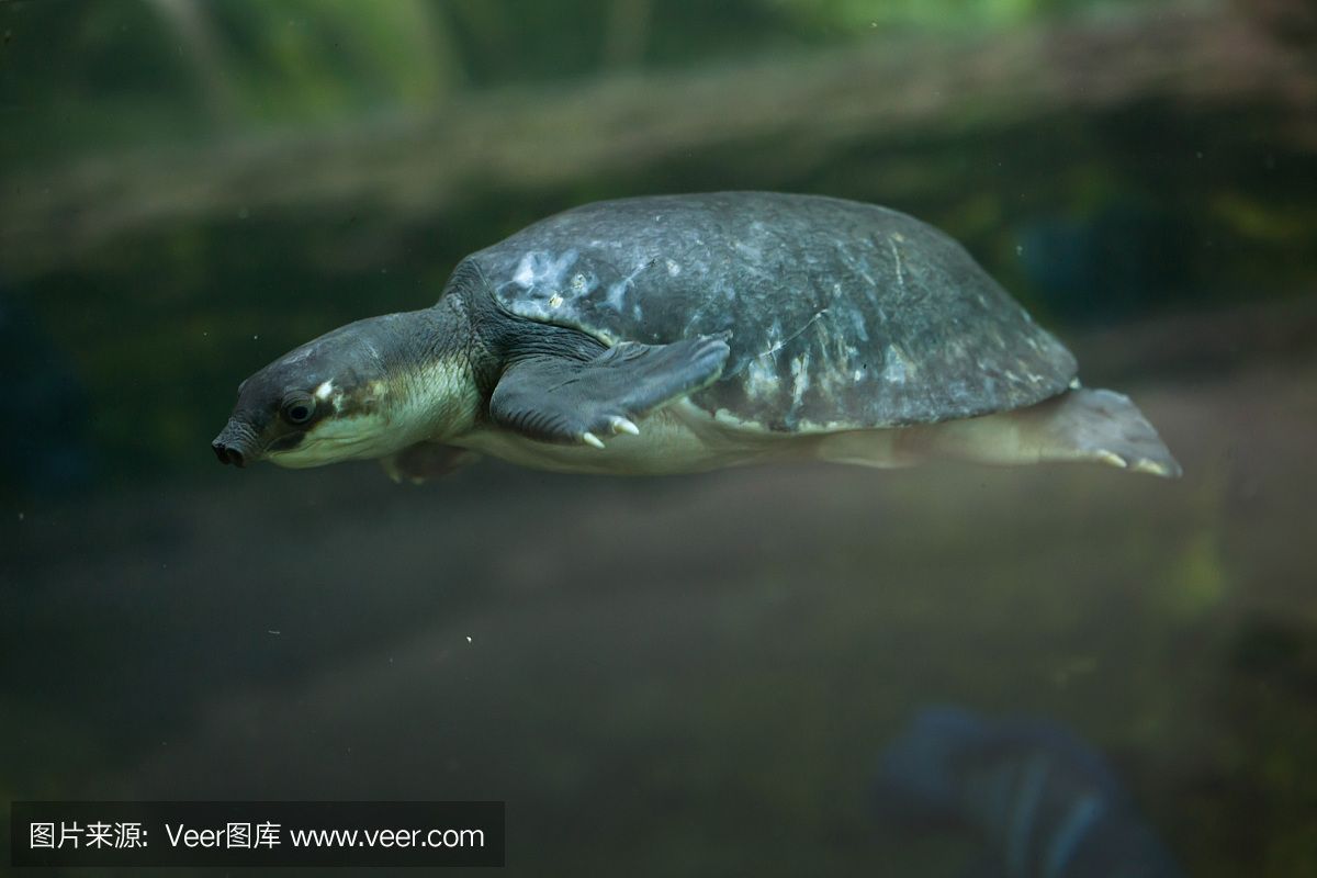 豬鼻龜是野生動物嗎圖片：豬鼻龜是野生動物嗎