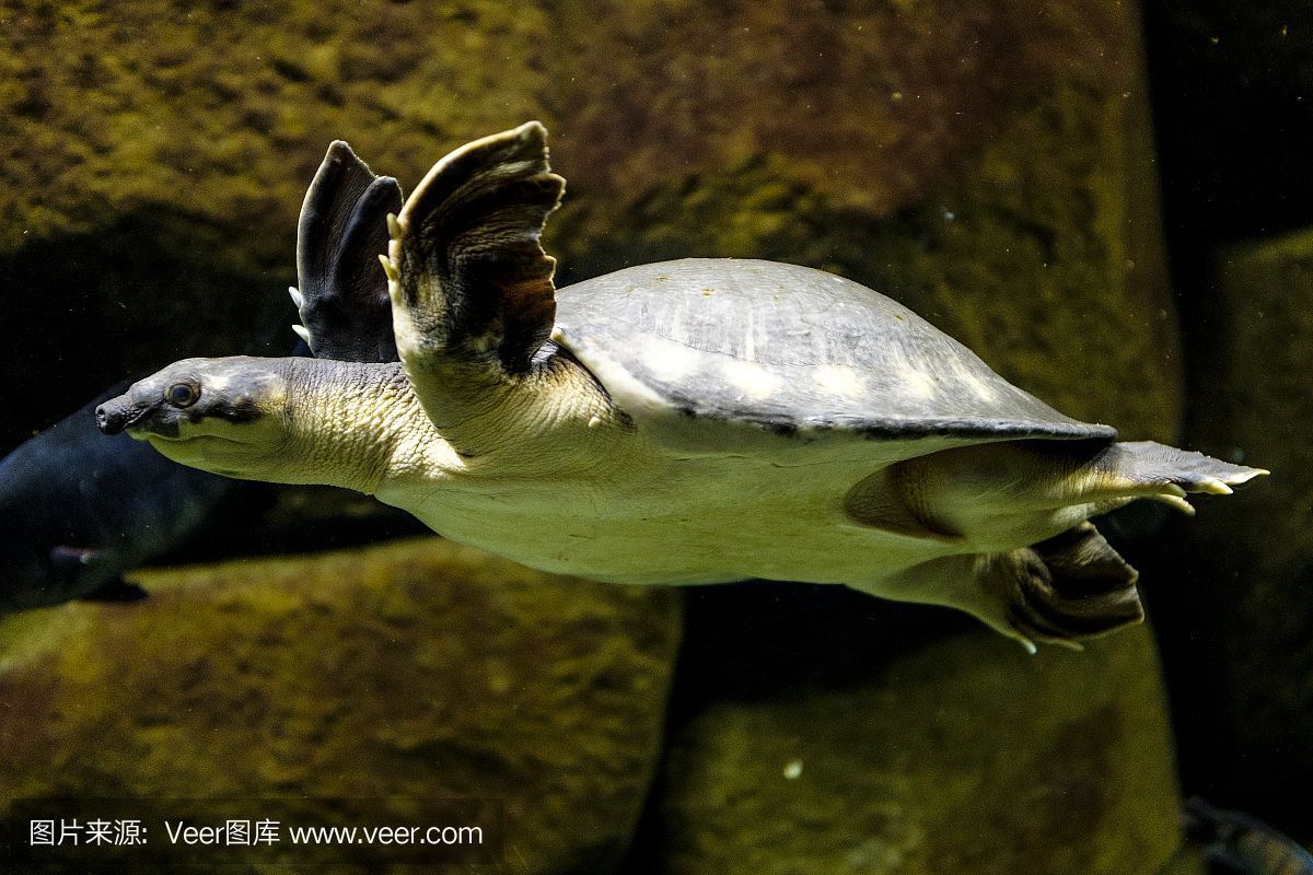 豬鼻龜是野生動物嗎圖片：豬鼻龜是野生動物嗎