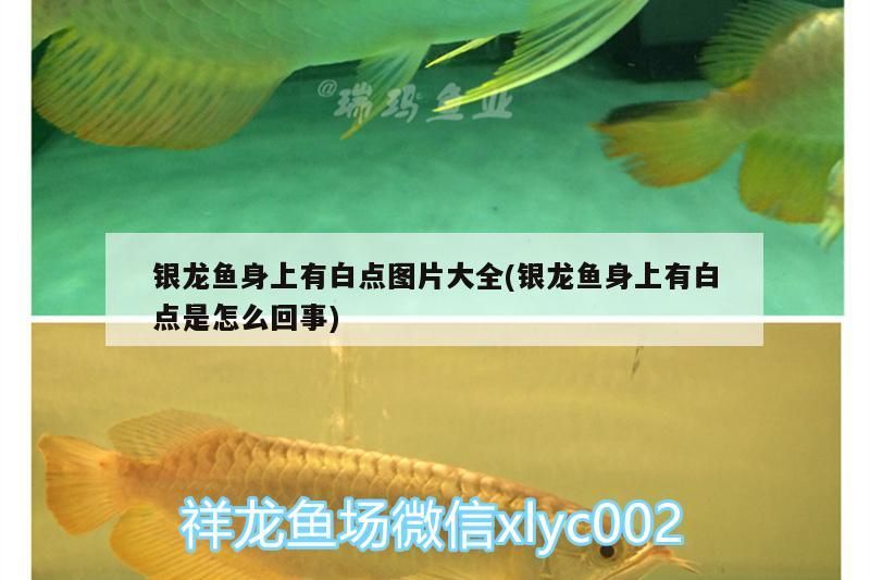 銀龍魚身上有白點圖片大全(銀龍魚身上有白點是怎么回事) 銀龍魚身上有白點圖片大全(銀龍魚身上有白點是怎么回事) 銀龍魚百科