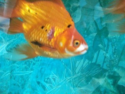 觀賞魚內寄和外寄（內寄生蟲和外寄生蟲的區別）