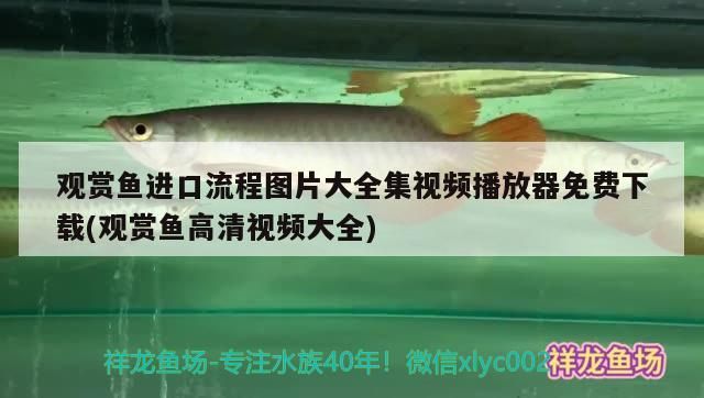 紅龍魚的挑選技巧和方法有哪些紅龍魚的挑選技巧和方法有哪些（紅龍魚的挑選技巧和方法）