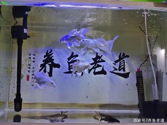 中國(guó)有龍魚(yú)繁殖基地嗎現(xiàn)在在哪里啊：探尋中國(guó)龍魚(yú)繁殖基地，現(xiàn)狀與分布揭秘