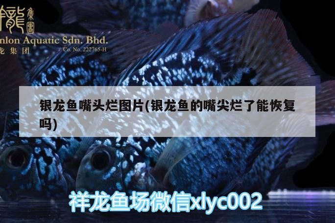 銀龍魚嘴頭爛圖片(銀龍魚的嘴尖爛了能恢復嗎)