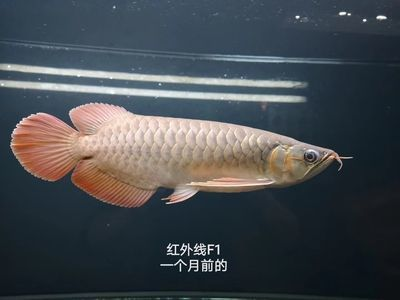 過背金龍魚好養嗎圖片：過背金龍魚的飼養方法