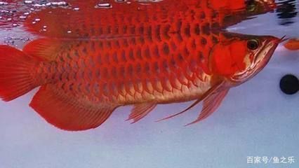 紅龍魚怎么看品相好壞：如何辨別紅龍魚的真偽