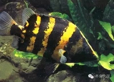 虎魚黑的原因：虎魚為什么會(huì)變黑？