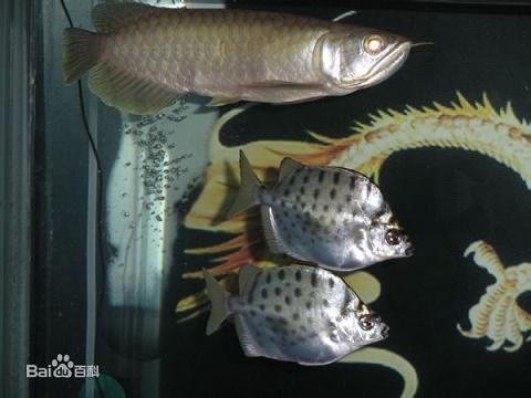 觀賞魚和食用魚混養(yǎng)能吃嗎（關(guān)于觀賞魚和食用魚混養(yǎng)的問題）