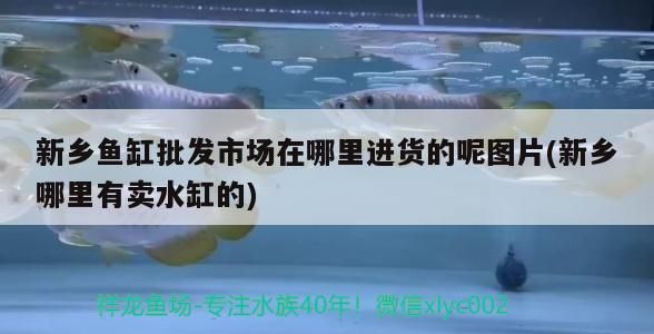 新鄉魚缸批發市場在哪里進貨的呢圖片(新鄉哪里有賣水缸的)