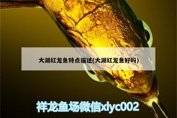 大湖紅龍魚(yú)與超血紅區(qū)別（大湖紅龍魚(yú)與超血紅龍魚(yú)在多個(gè)方面存在明顯的區(qū)別）