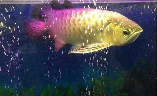 武吉美拉過背金龍特點【龍魚過背是啥意思】