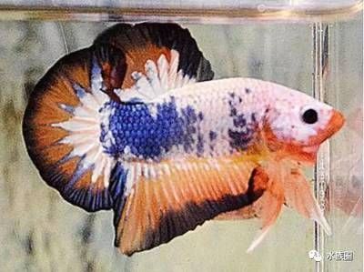 觀賞魚藍曼龍好養嗎視頻（關于藍曼龍和其他熱帶魚的一些養殖技巧）