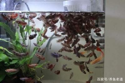 觀賞魚藍曼龍好養嗎視頻（關于藍曼龍和其他熱帶魚的一些養殖技巧）