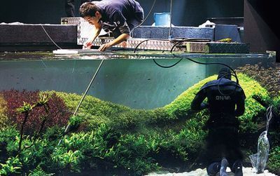 4米魚缸造景：4米魚缸造景的基本步驟