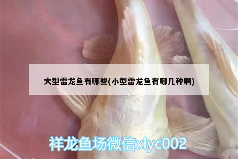 魚缸可以放小蘇打嗎：魚缸能放小蘇打嗎