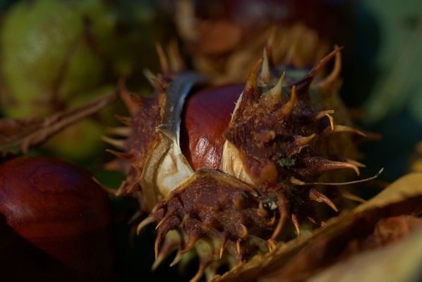 過背金龍魚幼魚辨別圖：如何識別過背金龍魚幼魚