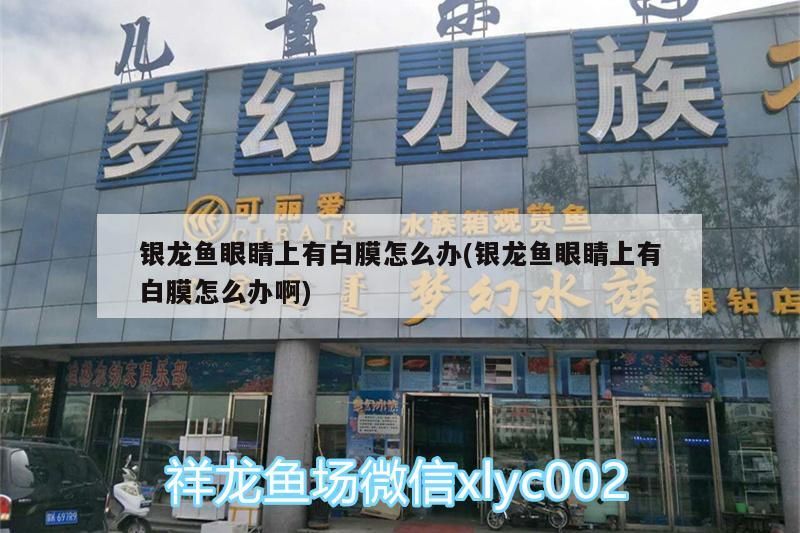 銀龍魚眼睛上有白膜怎么辦(銀龍魚眼睛上有白膜怎么辦啊)