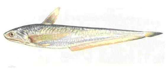 觀賞魚大眼魚哪個好養些（如何選擇適合的觀賞魚）