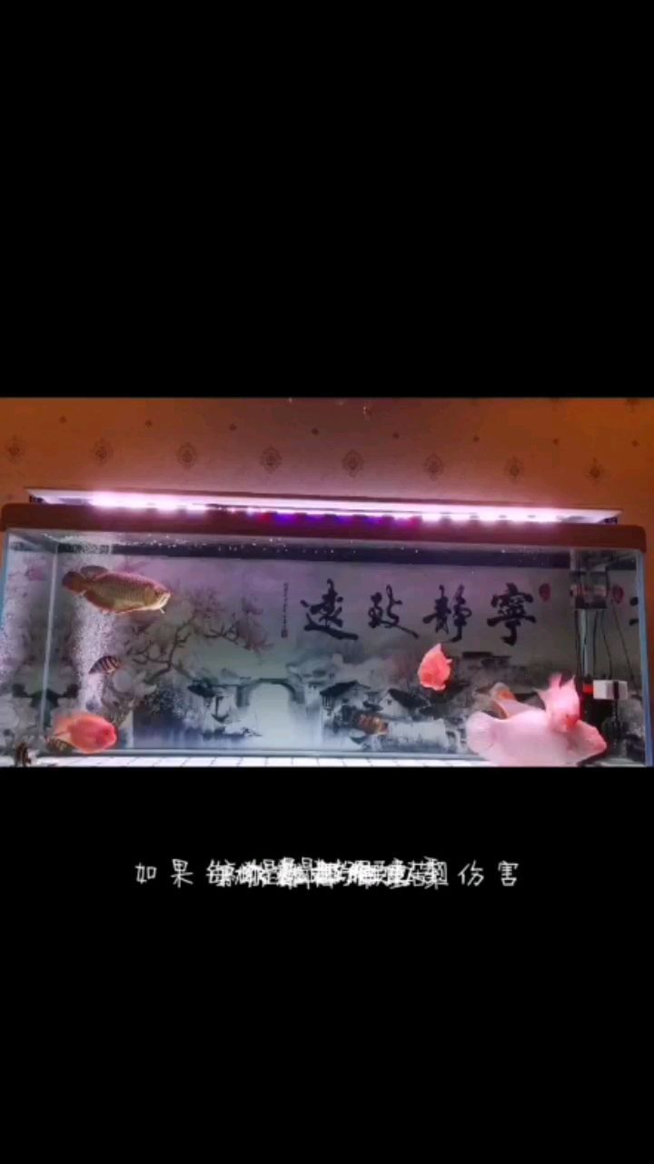 魚缸配件哪里買便宜好用（魚缸配件批發(fā)） 魚缸配件哪里買便宜好用（魚缸配件批發(fā)） 李亞四龍魚
