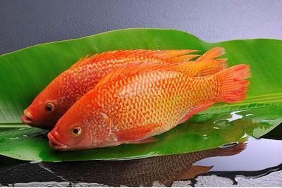 大紅魚（大紅魚是什么魚？）