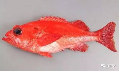 大紅魚（大紅魚是什么魚？）