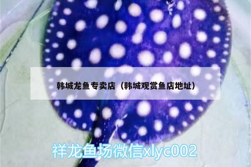 韓城龍魚(yú)專賣店（韓城觀賞魚(yú)店地址） 韓城龍魚(yú)專賣店（韓城觀賞魚(yú)店地址） 金龍魚(yú)百科