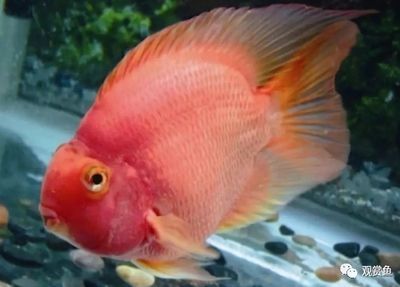 元寶鳳凰魚養一條可以嗎：元寶鳳凰魚養一條可以嗎元寶鳳凰魚養一條可以嗎